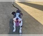 Small American Pit Bull Terrier
