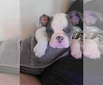 Small Photo #3 English Bulldog Puppy For Sale in NORFOLK, VA, USA