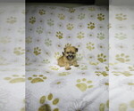 Small Morkie