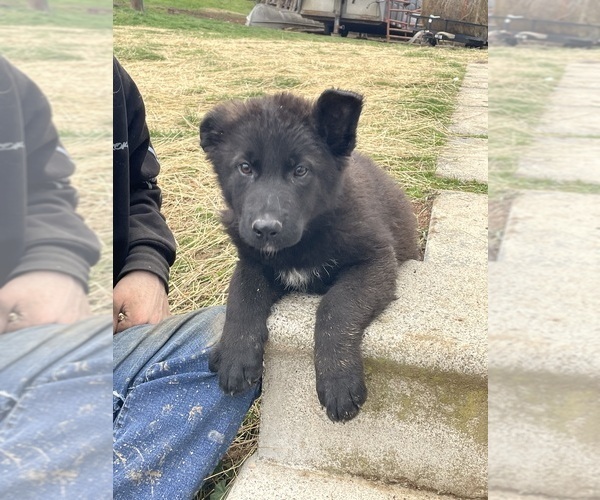 Medium Photo #4 German Shepherd Dog Puppy For Sale in CLEAR SPRING, MD, USA