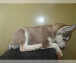 Small Photo #3 Siberian Husky Puppy For Sale in PATERSON, NJ, USA
