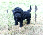 Small Photo #3 Maltipoo Puppy For Sale in CANTON, GA, USA