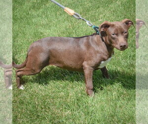 Rain - Male American Staffordshire Terrier-Unknown Mix Dog for Adoption - Photo #4