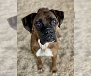 Boxer Dogs for adoption in Austin, TX, USA