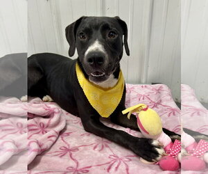 Marcella - Female American Staffordshire Terrier-Mountain Cur Mix Dog for Adoption - Photo #2
