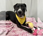 Small Photo #2 American Staffordshire Terrier-Mountain Cur Mix Puppy For Sale in Corning, AR, USA