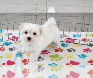Maltese Puppy for sale in ORO VALLEY, AZ, USA
