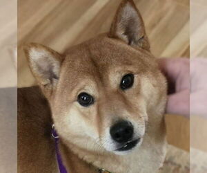 Shiba Inu Dogs for adoption in Fargo, ND, USA