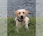 Small Photo #1 Labrador Retriever Puppy For Sale in SYRACUSE, IN, USA
