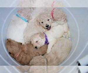 Goldendoodle (Miniature) Puppy for sale in TIMBERLAKE, NC, USA