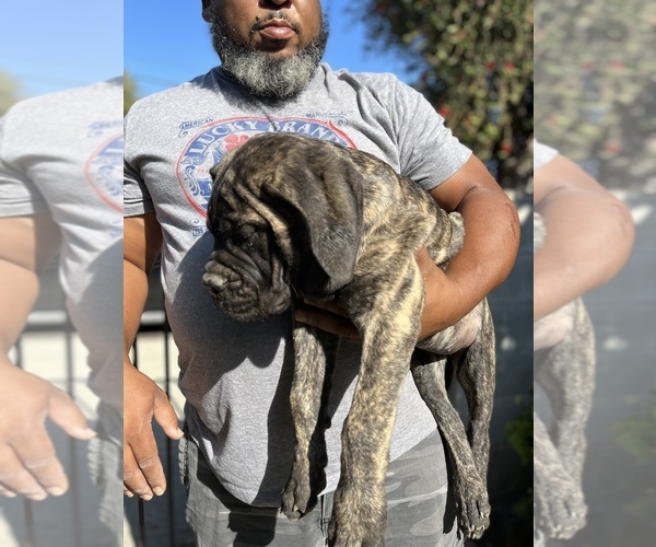Medium Photo #45 Bullmastiff Puppy For Sale in LOS ANGELES, CA, USA