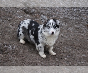 Pembroke Welsh Corgi Puppy for sale in OROFINO, ID, USA