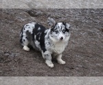 Small Photo #1 Pembroke Welsh Corgi Puppy For Sale in OROFINO, ID, USA
