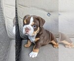 Puppy Chacka Bulldog
