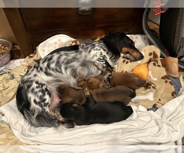 Medium Photo #6 Dachshund Puppy For Sale in WILLIAMSBURG, VA, USA