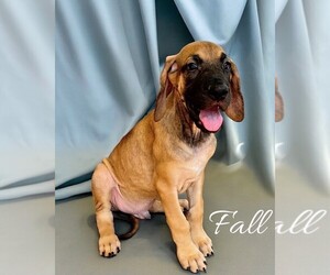 Great Dane Puppy for sale in INDEPENDENCE, MO, USA