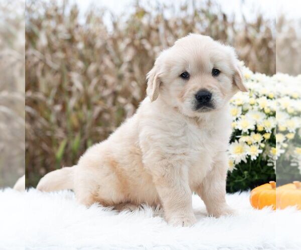 Medium Photo #2 Golden Retriever Puppy For Sale in NEWPORT, PA, USA