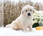 Small #1 Golden Retriever