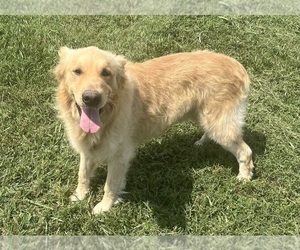 Father of the Golden Retriever puppies born on 07/31/2025