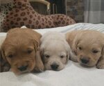 Small #1 English Cream Golden Retriever