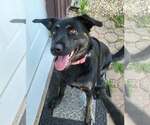 Small #1 German Shepherd Dog Mix