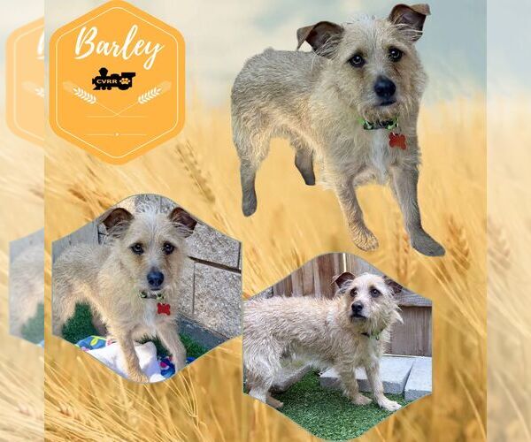 Medium Photo #1 Mutt Puppy For Sale in Lindsay, CA, USA