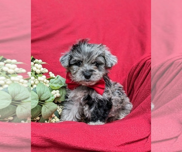 Medium Photo #1 YorkiePoo Puppy For Sale in LINCOLN UNIVERSITY, PA, USA