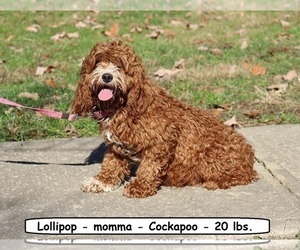 Mother of the Cockapoo (Miniature) puppies born on 05/15/2026