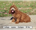 Small Photo #1 Cockapoo (Miniature) Puppy For Sale in CLARKRANGE, TN, USA