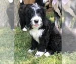 Small Photo #3 Bernedoodle Puppy For Sale in MIAMISBURG, OH, USA