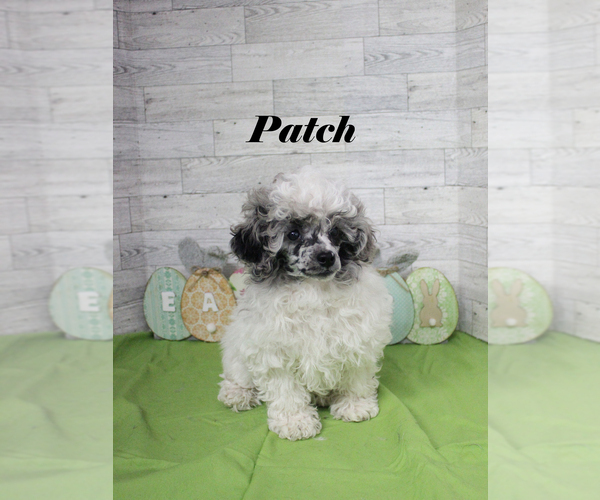 Medium Photo #3 Poodle (Toy) Puppy For Sale in CHANUTE, KS, USA