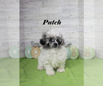 Small #2 Poodle (Toy)