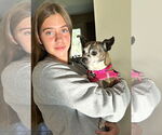 Small #4 Boston Huahua