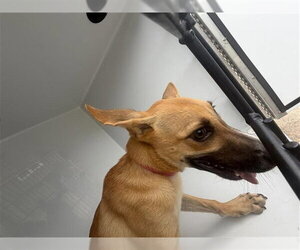 Black Mouth Cur Dogs for adoption in Houston, TX, USA