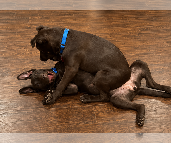 Medium Photo #4 Labrador Retriever-Unknown Mix Puppy For Sale in Clovis, CA, USA