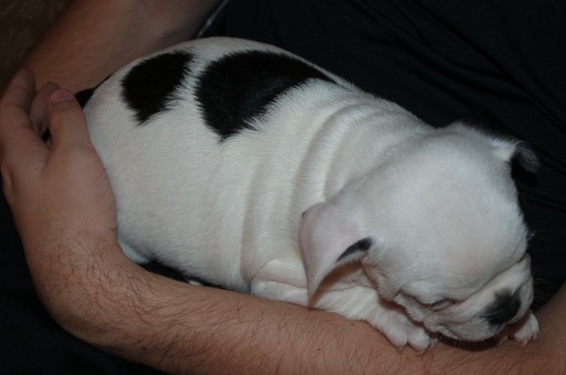 Medium Photo #4 French Bulldog Puppy For Sale in GAINESVILLE, GA, USA