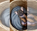 Small Photo #2 French Bulldog Puppy For Sale in HENRICO, VA, USA