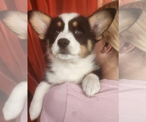 Medium Pembroke Welsh Corgi