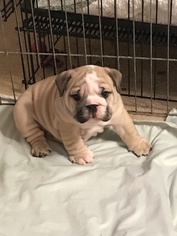 English Bulldogge Puppy for sale in SPRING HILL, FL, USA