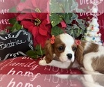 Small #5 Cavalier King Charles Spaniel