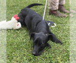 Small #3 Catahoula Leopard Dog