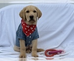 Small Photo #12 Labrador Retriever Puppy For Sale in SEATTLE, WA, USA