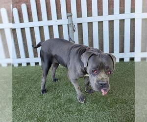 Mutt Dogs for adoption in Modesto, CA, USA