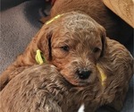 Puppy Lime Green Goldendoodle