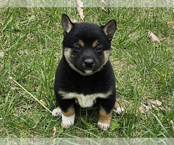 Medium Photo #4 Shiba Inu Puppy For Sale in CLARK, MO, USA