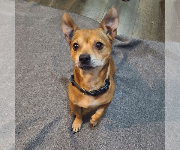 Medium Photo #2 Chiweenie Puppy For Sale in FAIRLAWN, OH, USA