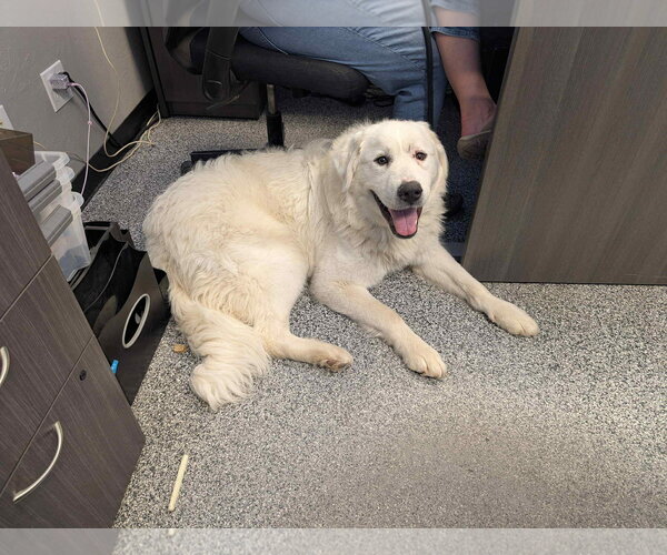 Medium Photo #3 Great Pyrenees Puppy For Sale in Bountiful, UT, USA