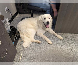 Miss Maggie - Female Great Pyrenees Dog for Adoption - Photo #3