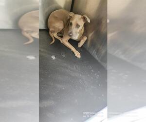 Mutt Dogs for adoption in San Antonio, TX, USA