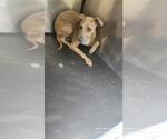 Small Mutt